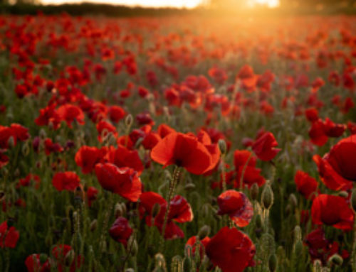 A Remembrance Day Poem