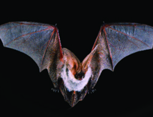 New Exhibit – BATS: Out of the Darkness
