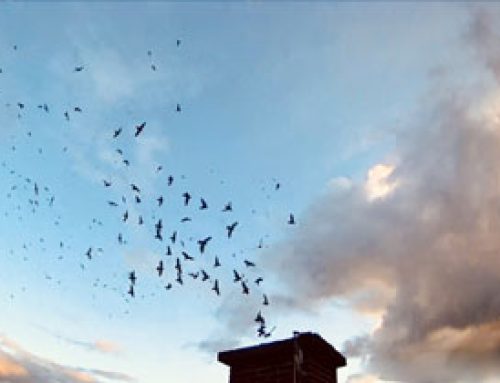 Coming Soon: Watch the Vaux’s Swifts Live