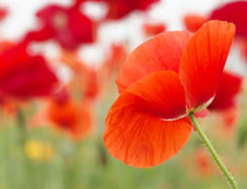 Remembrance Day Closure